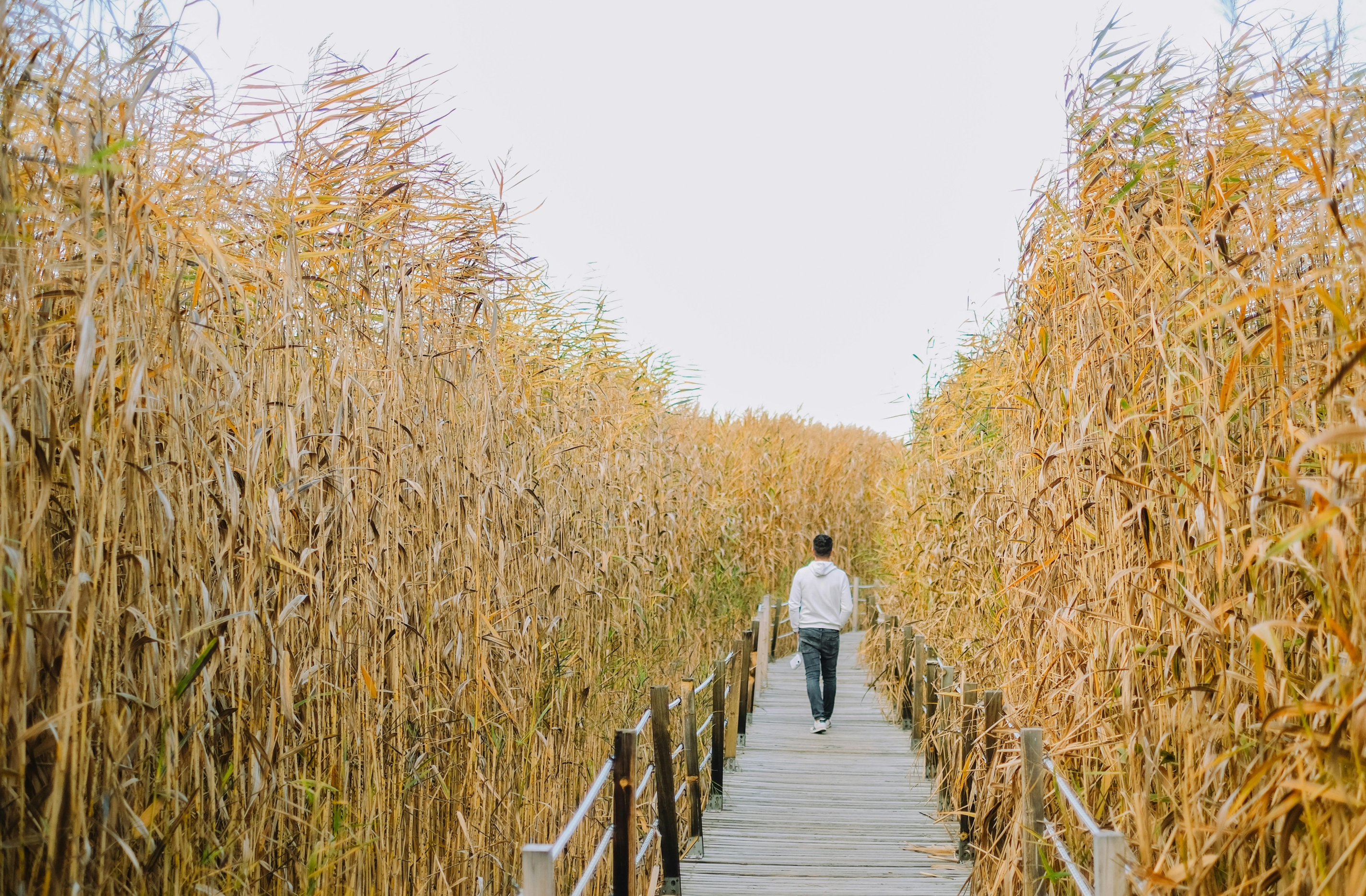 „Odessa Classics“ festival